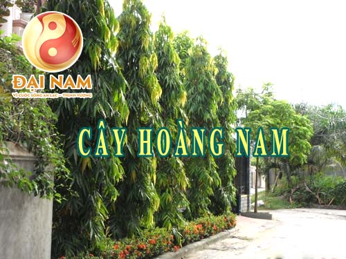 CAY HOANG NAM