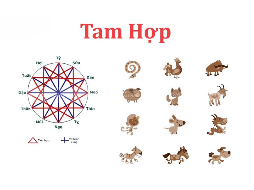 Các nhóm tuổi tam hợp trong 12 con giáp